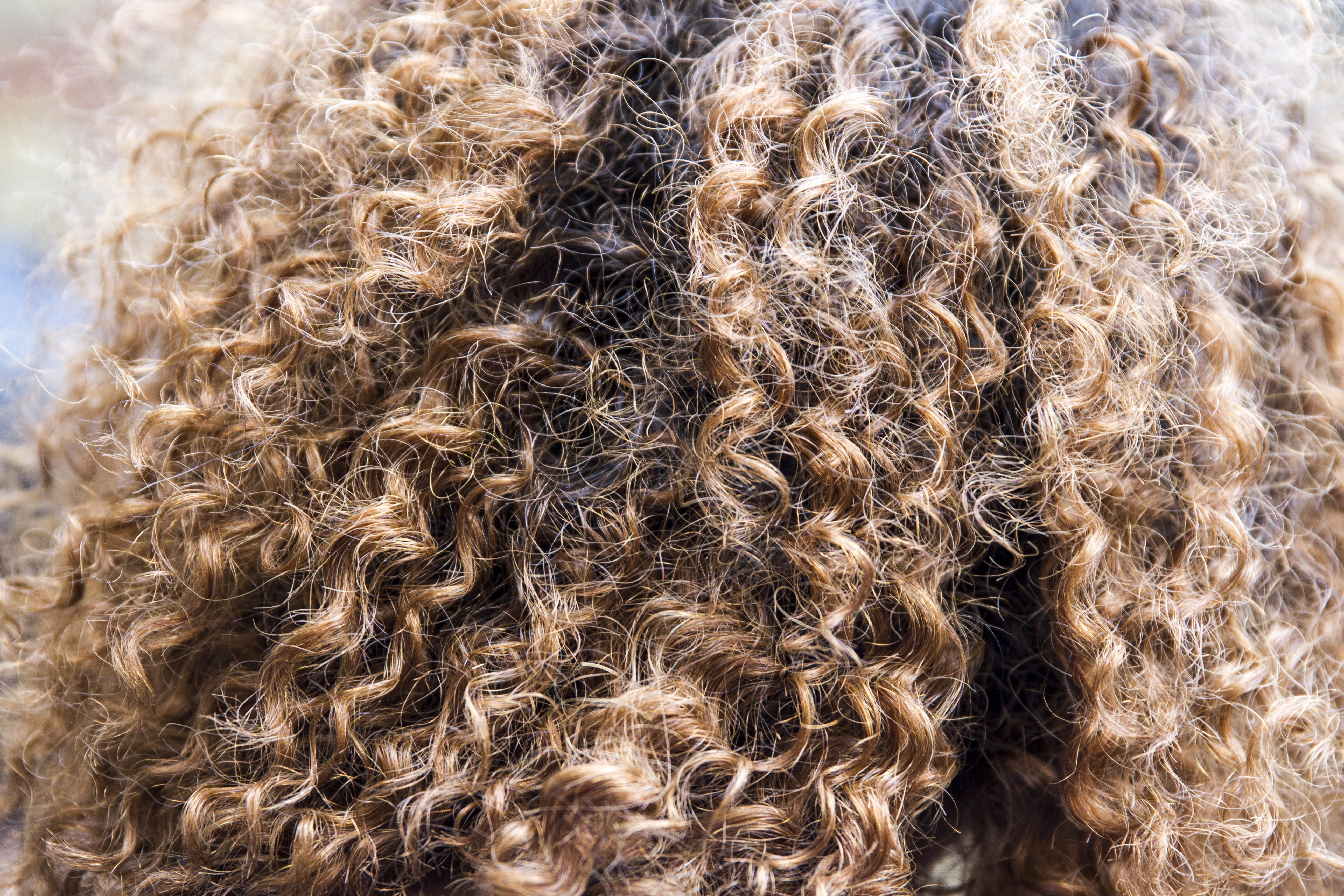 curly hair.jpeg